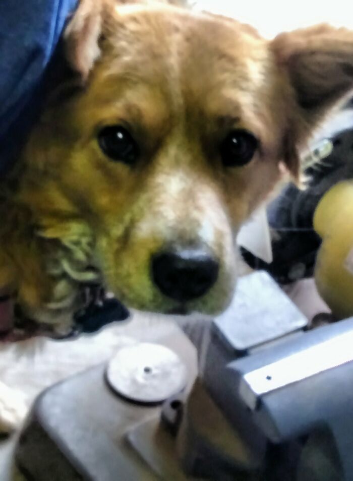 Rosie And Her Big 'Ol Puppy Dog Eyes