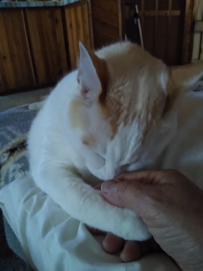 Peeposaurus Is Grateful Everyday For Being Rescued. Everyday He Either Gently Touches My Face Or Holds My Hand.