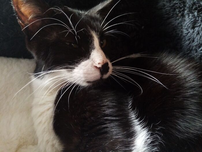 Moana The 3 Legged Ex Stray He Is Super Sweet And A Cuddle Bug