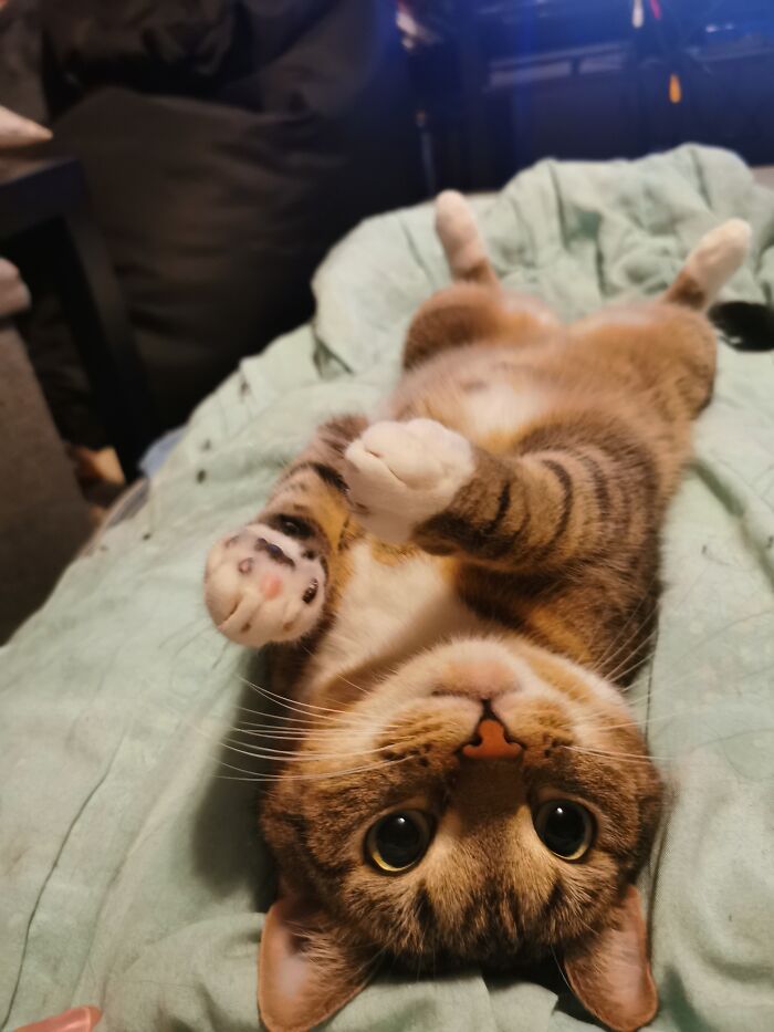 This Is Ani, About 2 Years Old In The Picture. He's A Good Boy (Most Of The Time)