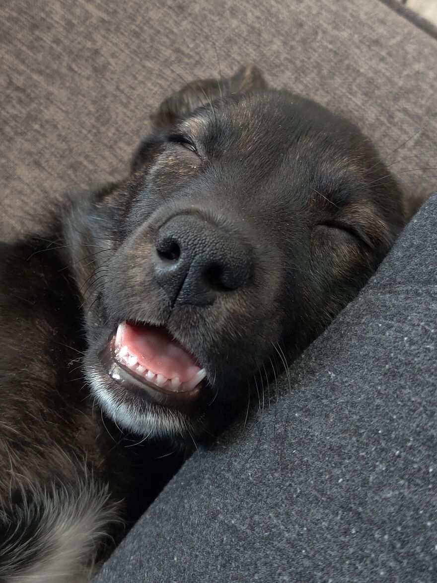 Isabelle Makes The Weirdest Faces When She Sleeps.