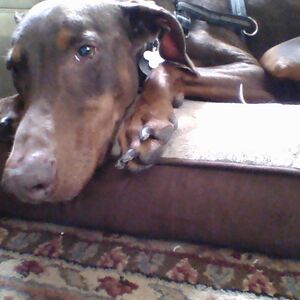 🫐️Intelligent Fool️🫐