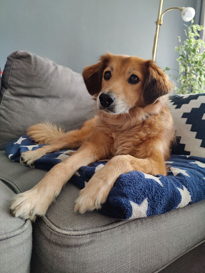 Ginger, Spent 5 Years On A Chain, Rescued When He Was Barely Alive. Now He Is 10 And Having Good Time