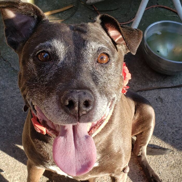 Our 12 Year Old Rescue, Merry Christmas On Her Birthday This Year. We Surprised Her With A Full Steak Cut Up Into A "Cake" Tower For Her. ❤