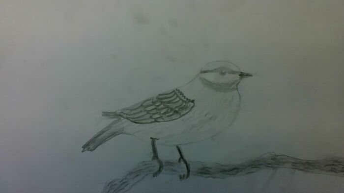 A Bird
