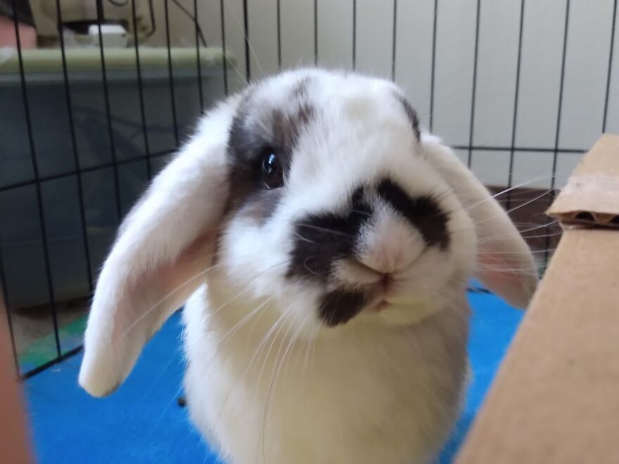 This Photo Can't Even Begin To Explain Hector's Cuteness ❤🐰