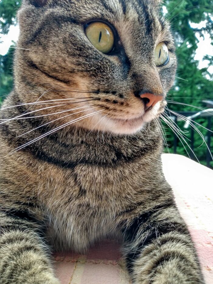 This Picture Of My Kitty On The First Day On Summer!