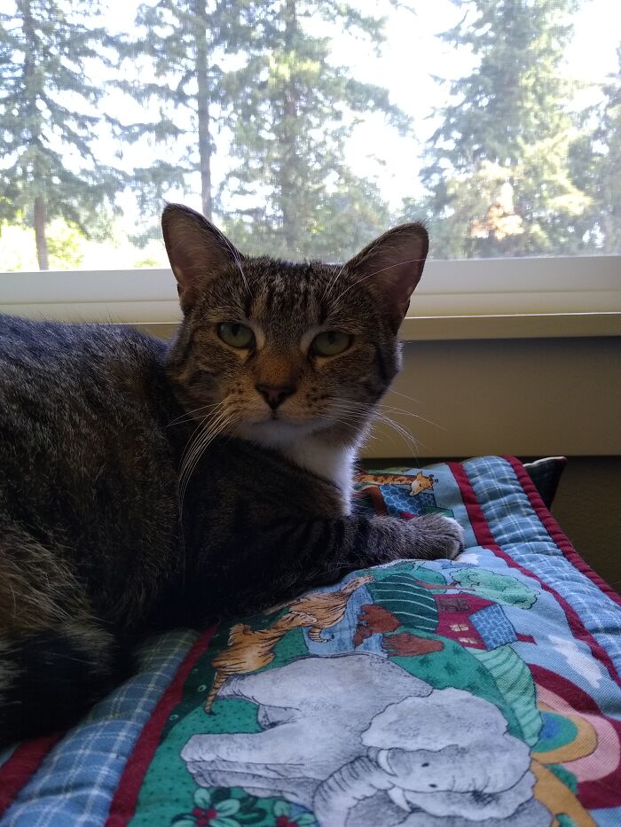 Chloe, Domestic Short Hair, 3 Years