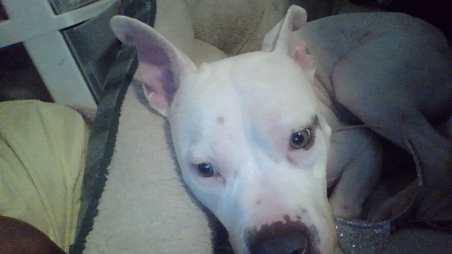 My Lil Mut Mut Crystal