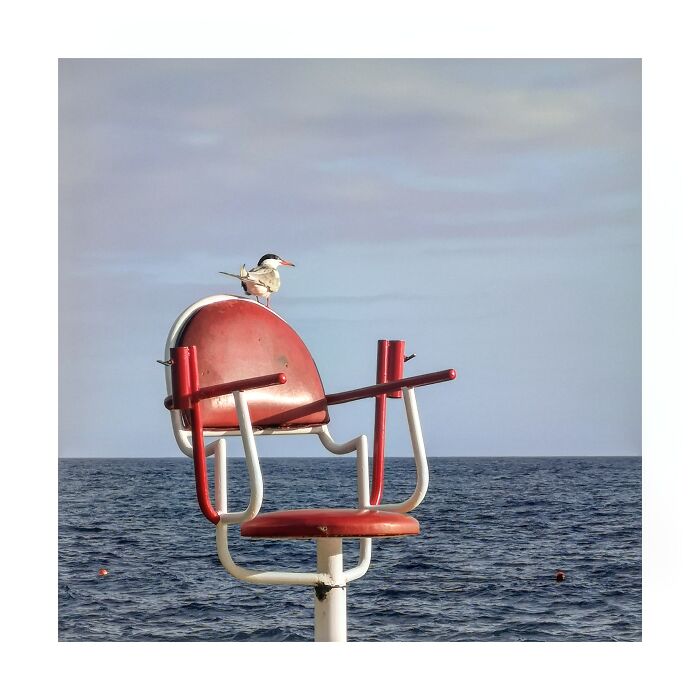 A Little Bird On The Island Of Madeira.