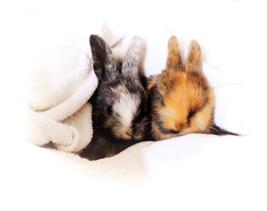 Sparkle Sparticus & Sunbeam Peanut - Born July