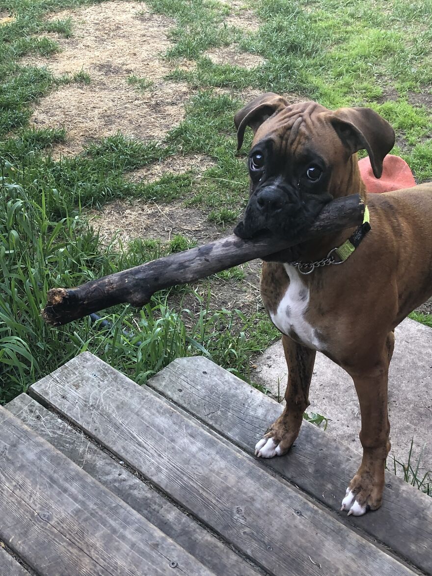 Just A Boy And His Stick