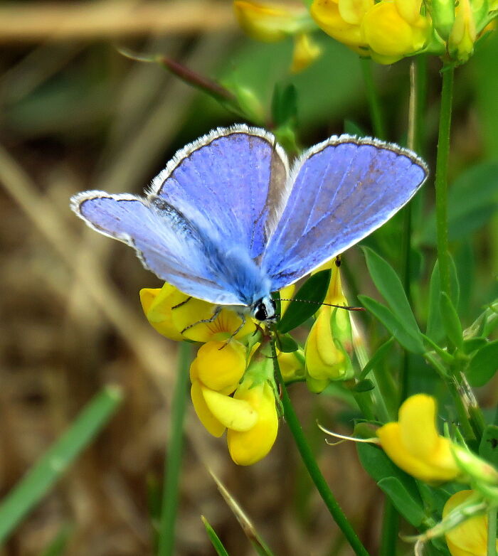 Tiny Blue Beauty 😍
