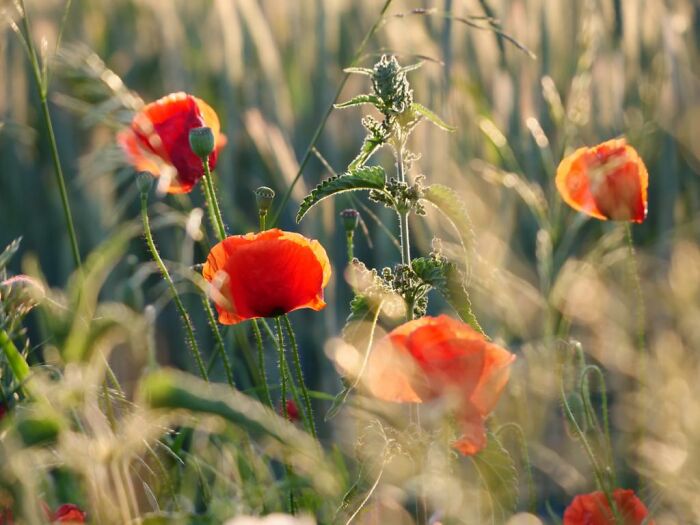 Poppies... I Love Them