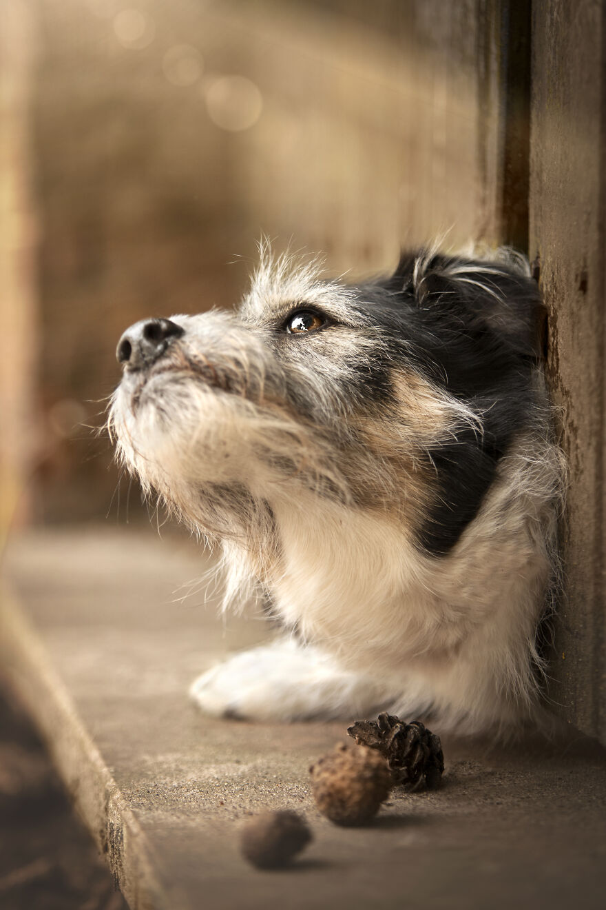 Animals In Shades Of Brown