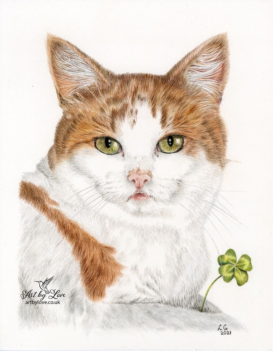 My Unusual Order - Kiwi, The Stray Cat Who Became Special...