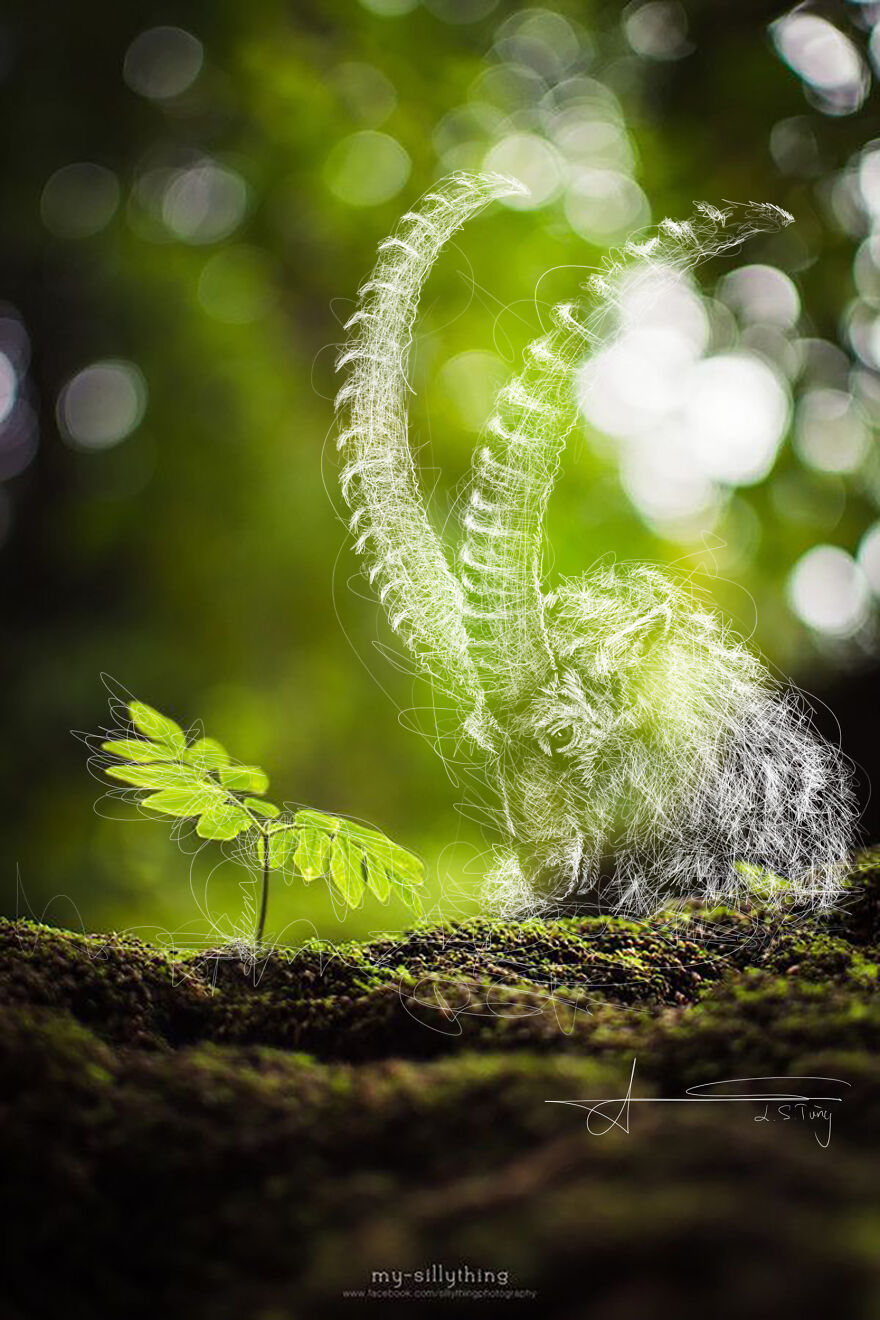 My Illustrations Of Animals And Cute Things In The Forest