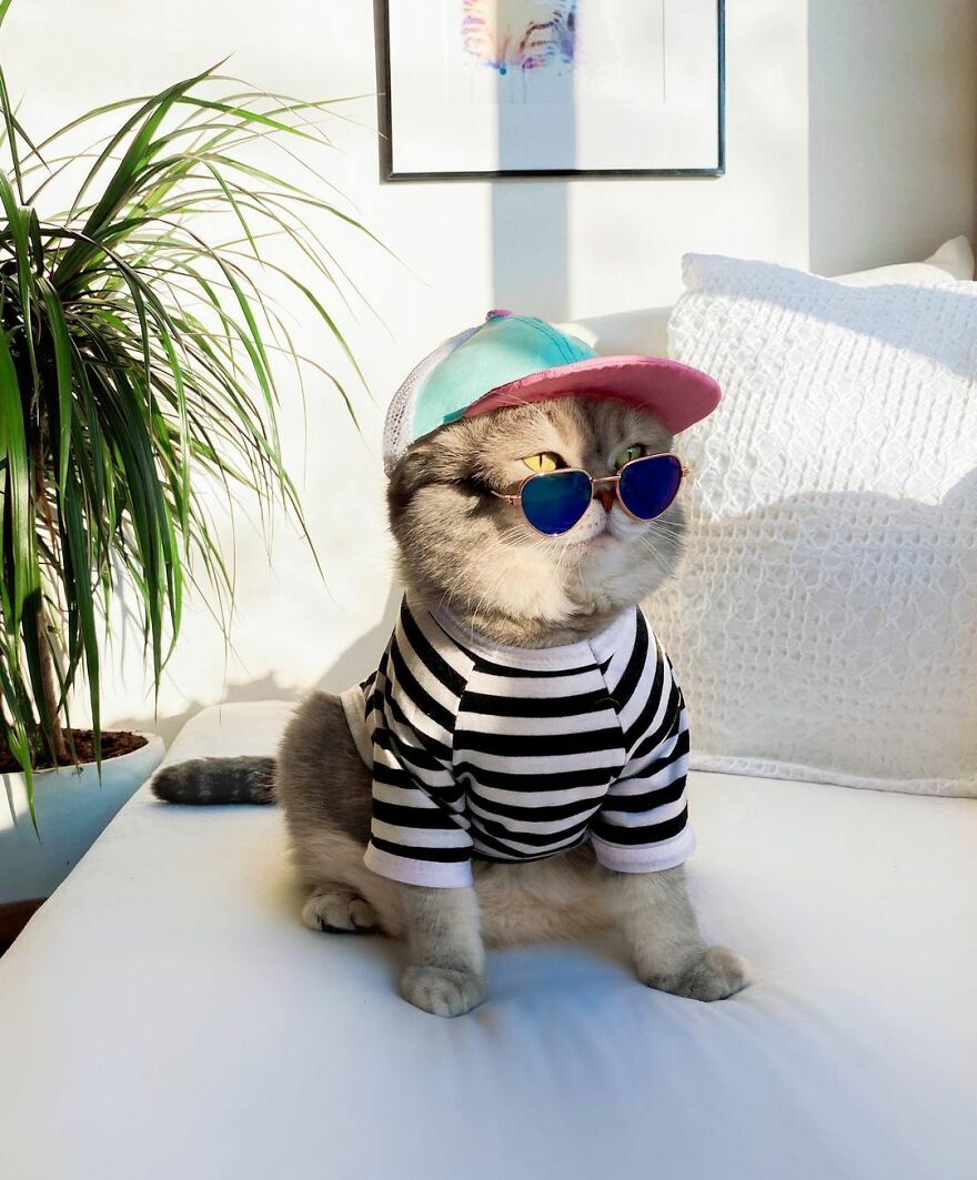 Meet Benson, The Kitten Abandoned By Its Former Owners And Now Adored By 170,000 Followers On Instagram