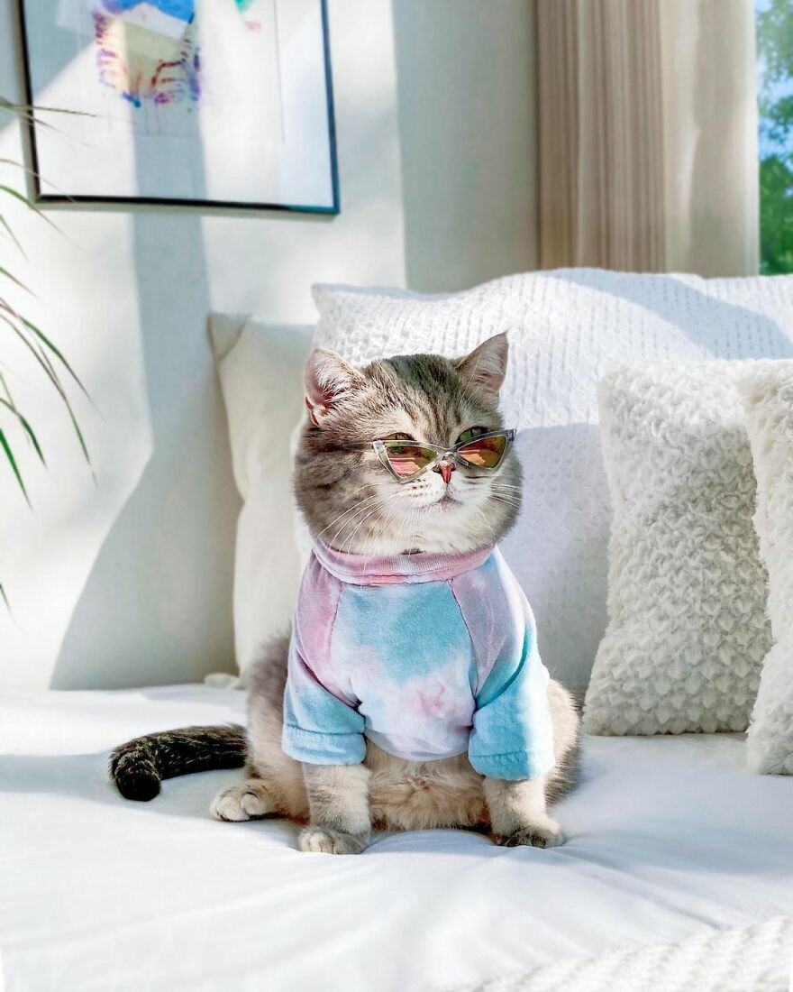 Meet Benson, The Kitten Abandoned By Its Former Owners And Now Adored By 170,000 Followers On Instagram