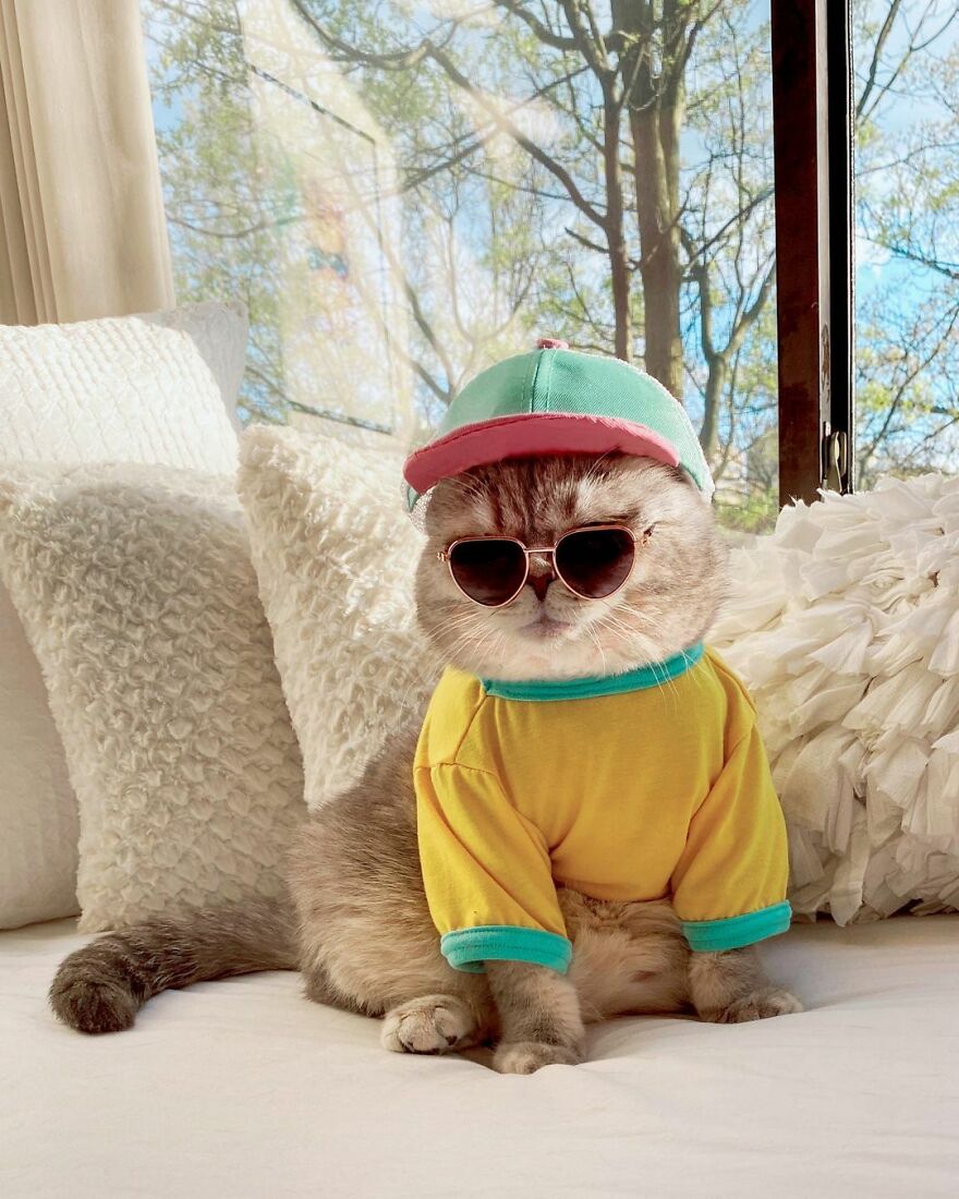 Meet Benson, The Kitten Abandoned By Its Former Owners And Now Adored By 170,000 Followers On Instagram