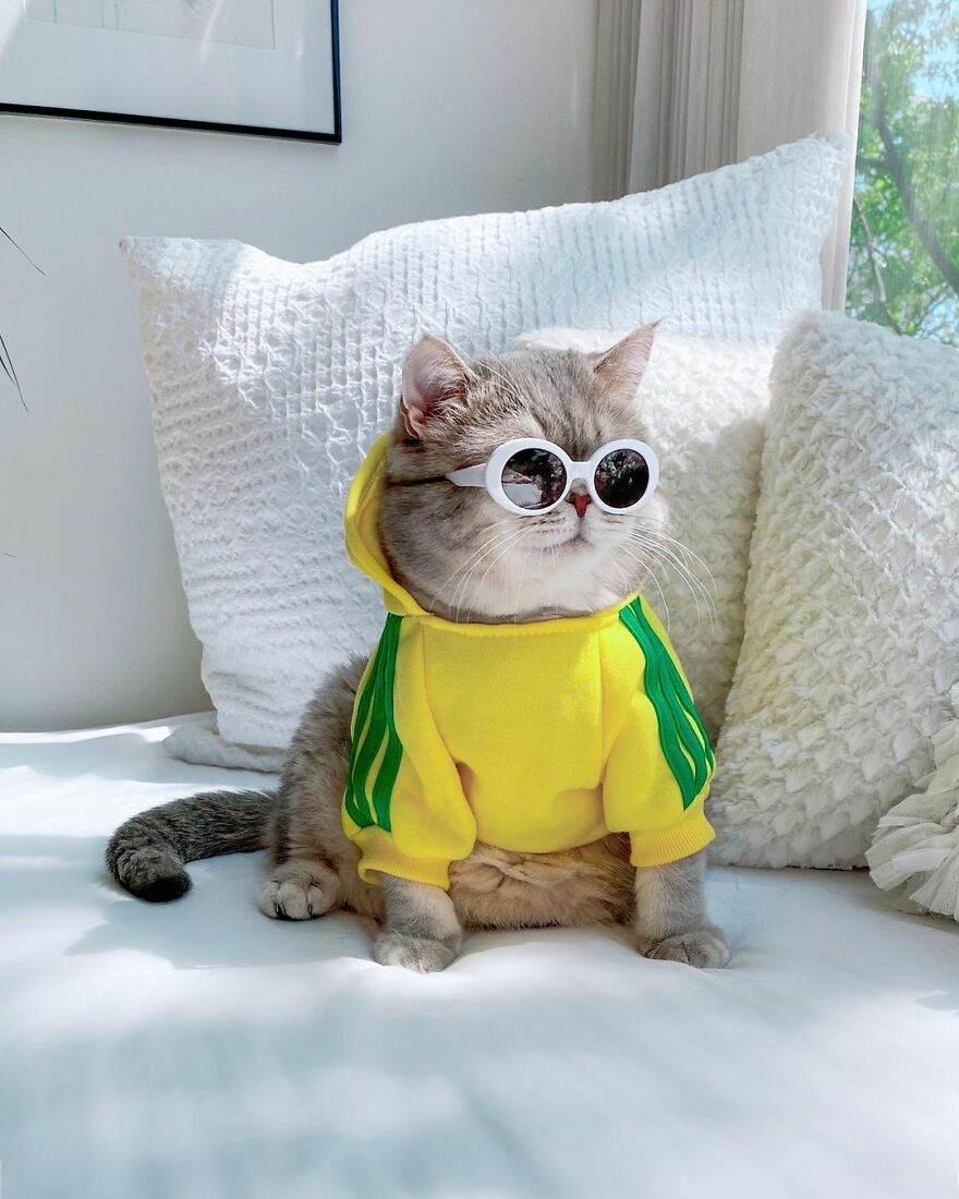 Meet Benson, The Kitten Abandoned By Its Former Owners And Now Adored By 170,000 Followers On Instagram