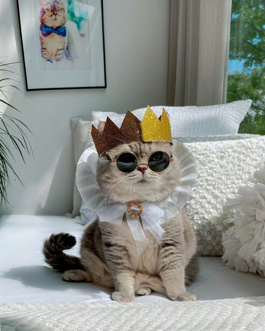 Meet Benson, The Kitten Abandoned By Its Former Owners And Now Adored By 170,000 Followers On Instagram