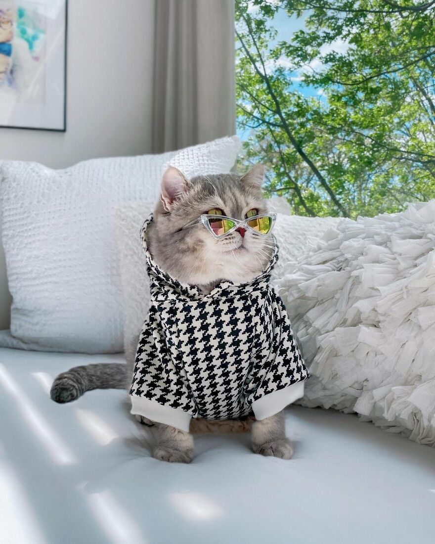 Meet Benson, The Kitten Abandoned By Its Former Owners And Now Adored By 170,000 Followers On Instagram