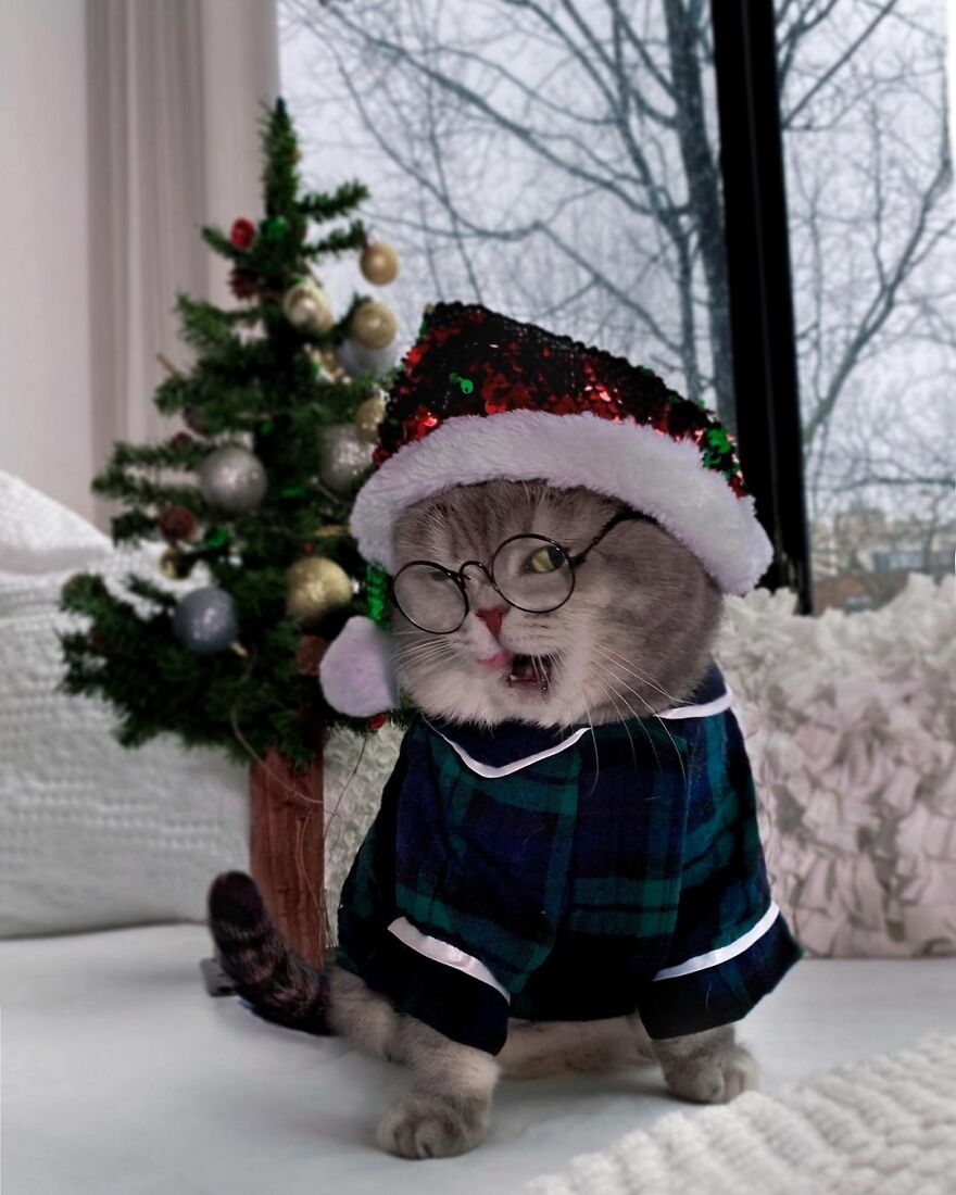 Meet Benson, The Kitten Abandoned By Its Former Owners And Now Adored By 170,000 Followers On Instagram