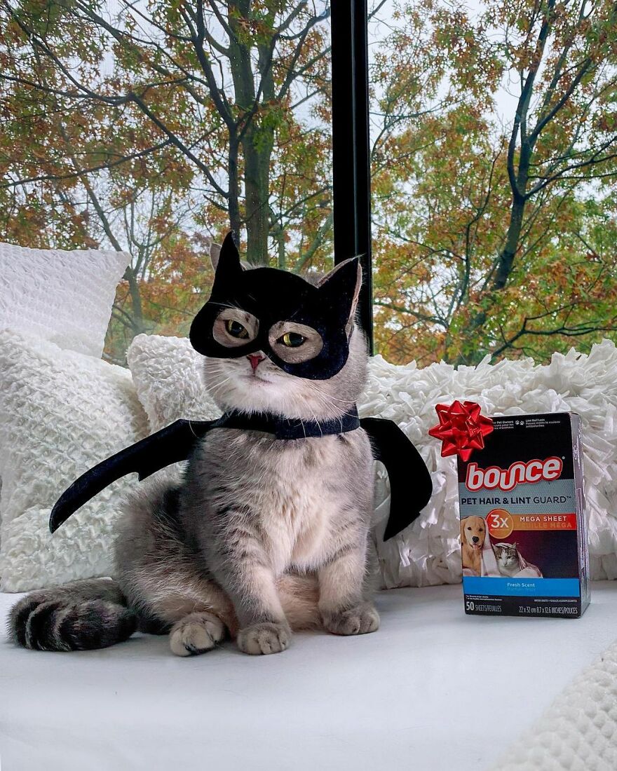 Meet Benson, The Kitten Abandoned By Its Former Owners And Now Adored By 170,000 Followers On Instagram