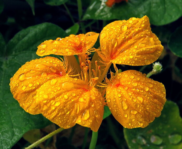 Nasturtium - Many Beautiful Flowers, Persistent , Even Edible :):)
