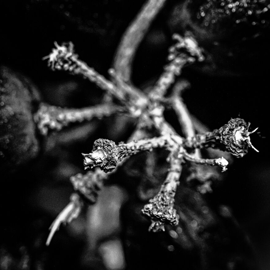 Photographer Creates Series With Foods From His Daily Life In The Pandemic