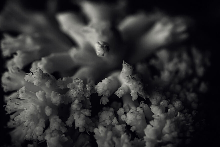 Photographer Creates Series With Foods From His Daily Life In The Pandemic