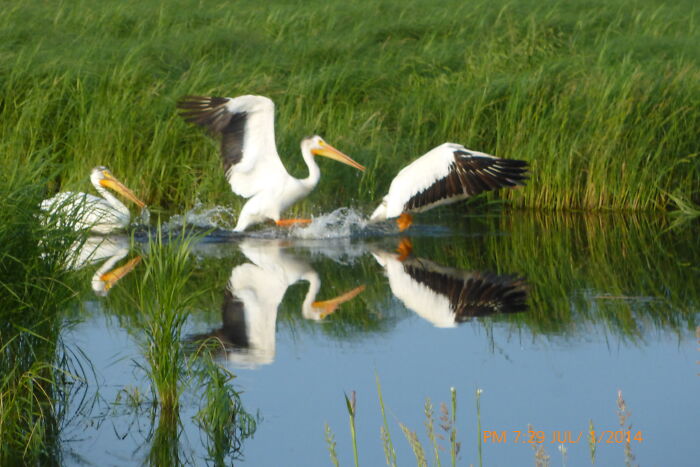 Pelicans See Camera, Take Off