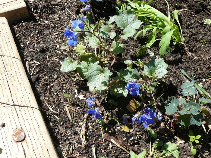 I'm Not Good With Houseplants. These California Bluebells That I Started Indoors Are My Current Garden Favourites.