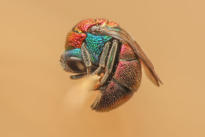 Cuckoo Wasp Sleeping