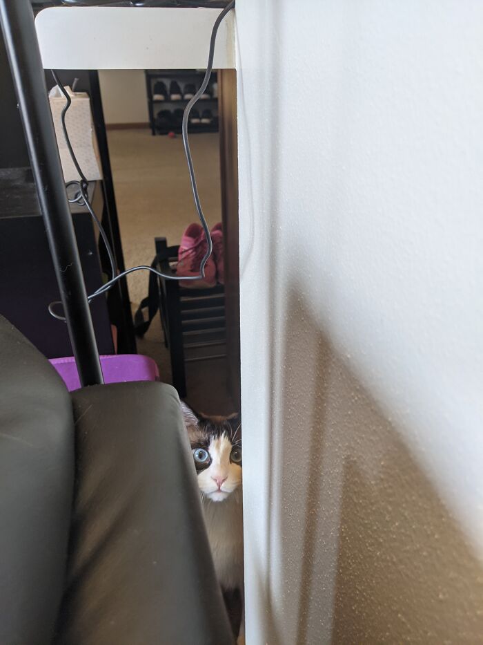 Kona! My Vocal Muffin