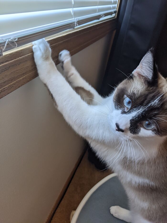 Kihei! My Also Vocal Bean