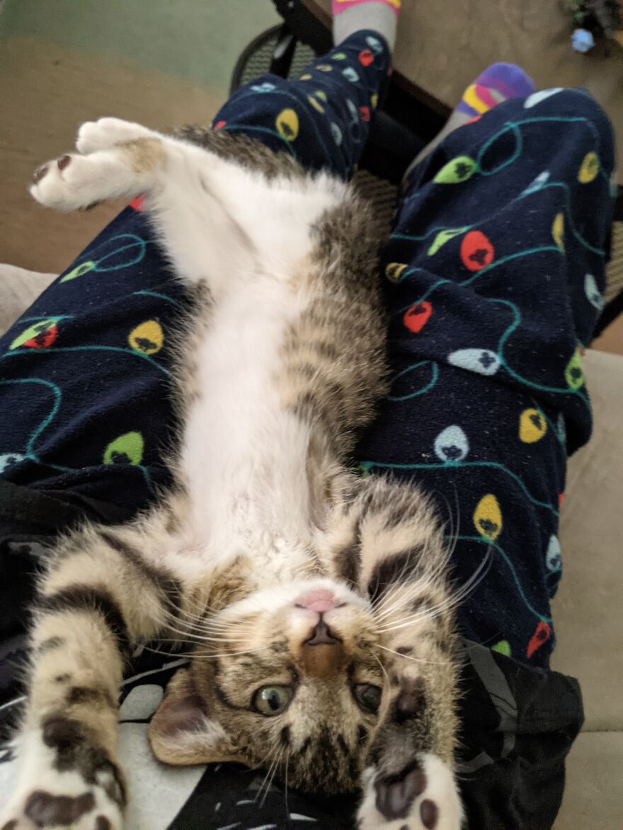 Tiger/Tango Has Been On Multiple Challenge Posts Since I Rescued Her. This Is Probably My Favorite Photo Of Her.