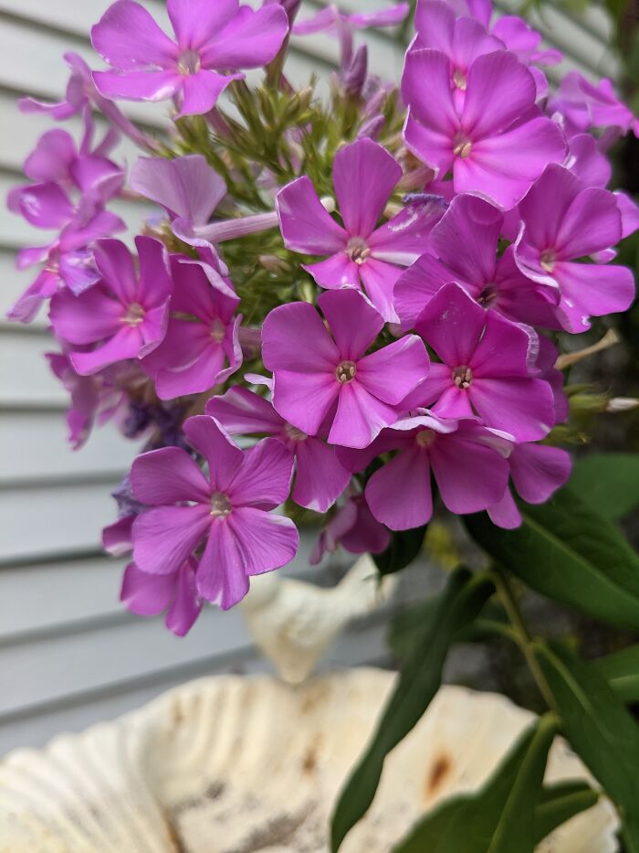 Good Ol' Fashioned Phlox, 25 Years And Counting.