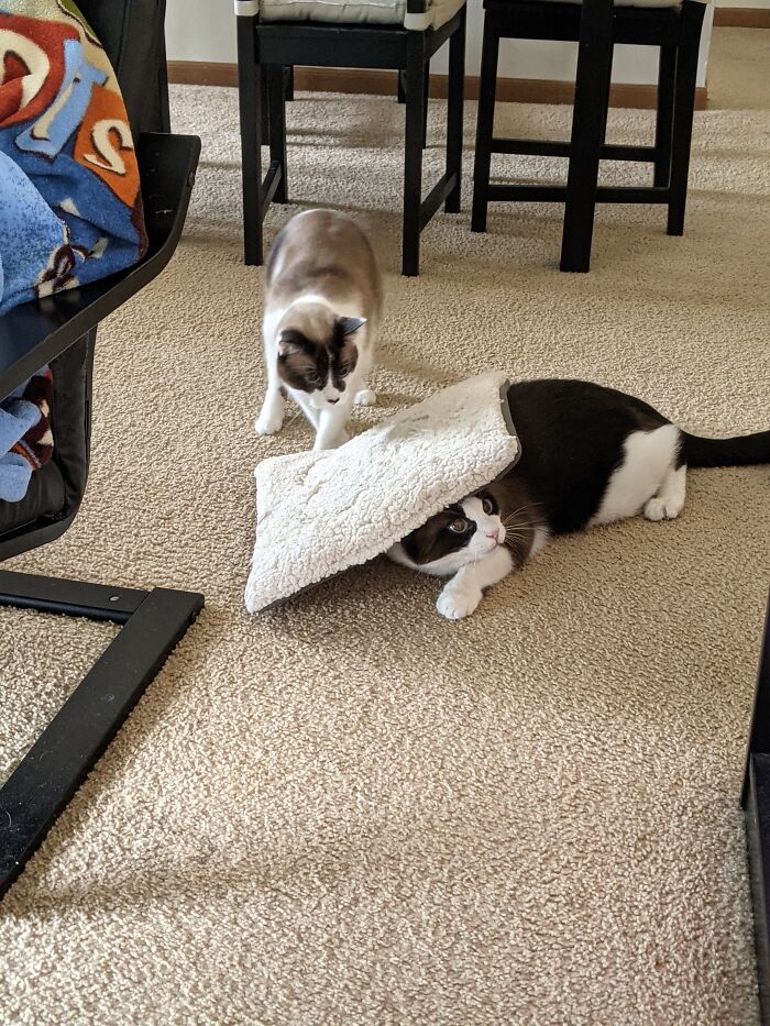 My Handsome Cats, Kona And Kihei