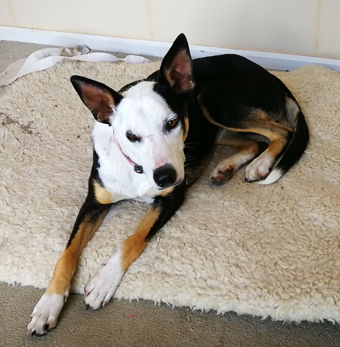 Peanut. Sworn Arch-Enemy Of Google (#67)