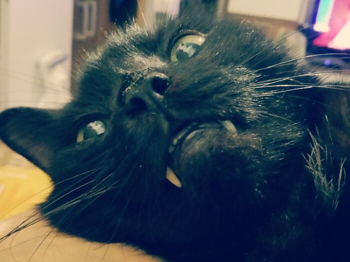 Blood...i Need Blood! ...he Was The Best Cat Ever.