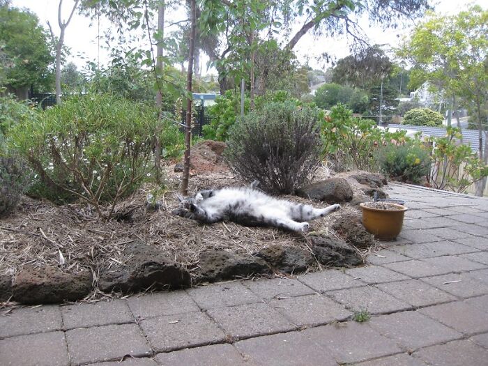 Chibi My Old Cat Stretching I'm Not Sure If She's Yawning Tho?