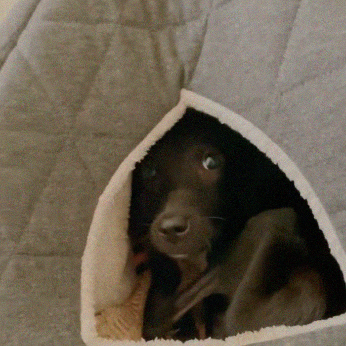 We Found A Poor Dog Bound With A Fishing Line, We Saved Her And Helped Her Heal