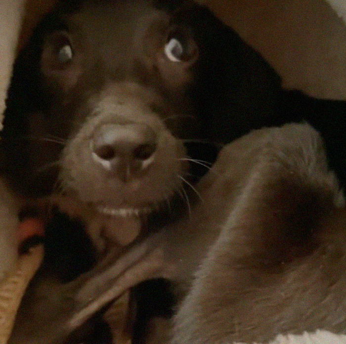 We Found A Poor Dog Bound With A Fishing Line, We Saved Her And Helped Her Heal We Found A Poor Dog Bound With A Fishing Line, We Saved Her And Helped Her Heal