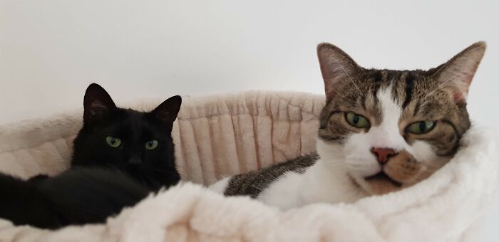 Salem And Little Bear, Both Rescues