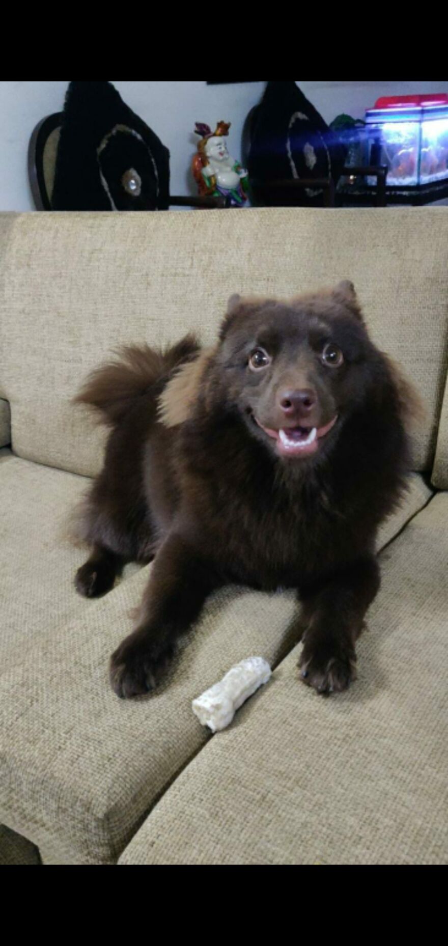 So Happy With His Bone He Lost His Ears