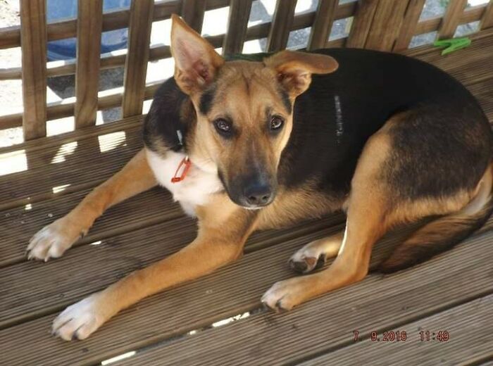 This Is Our Dog Trooper.