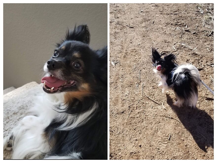 I Couldn't Pick Just One! Charlie's Tongue Is Goo Big For His Mouth.