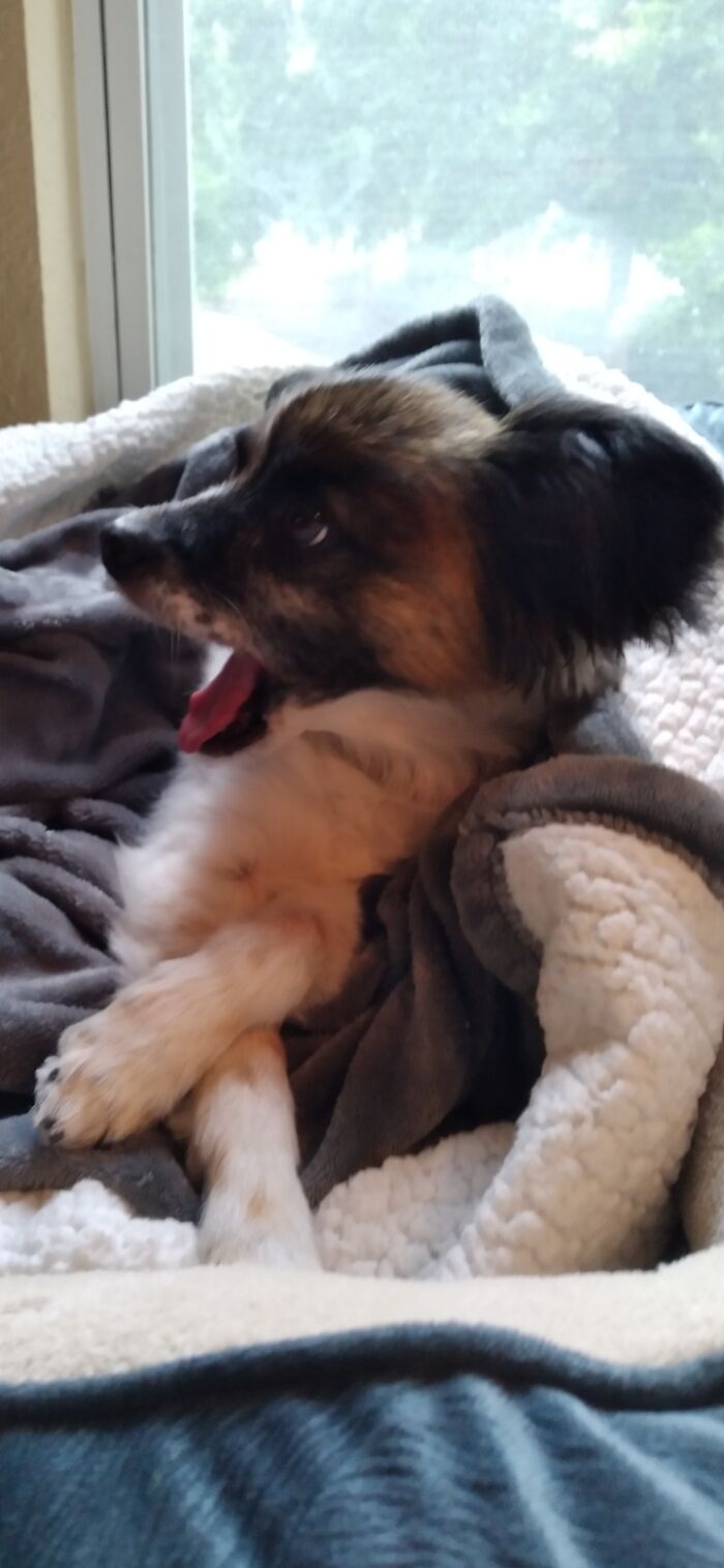 Jojo Upon Seeing The Xl Bag Of Treats I Just Opened